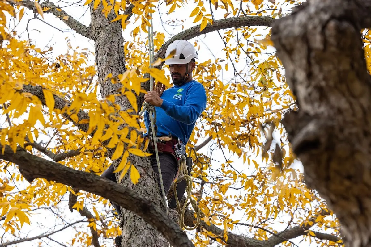 Skilled Tree Transplanting crew working in Sterling Forest